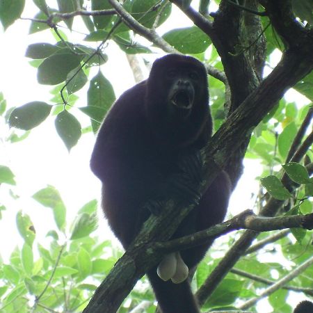 Selva Color - Forest & Beach Ecolodge Quebrada Ganado Ngoại thất bức ảnh