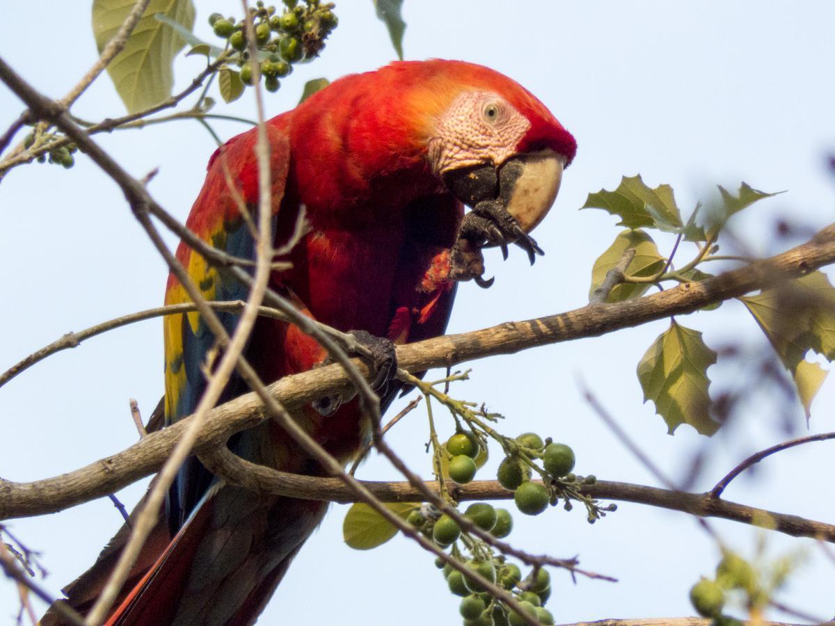Selva Color - Forest & Beach Ecolodge Quebrada Ganado Ngoại thất bức ảnh
