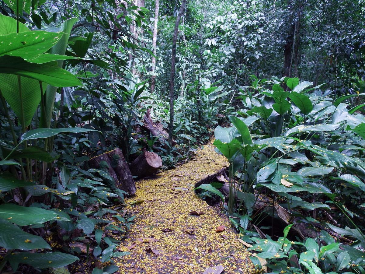 Selva Color - Forest & Beach Ecolodge Quebrada Ganado Ngoại thất bức ảnh