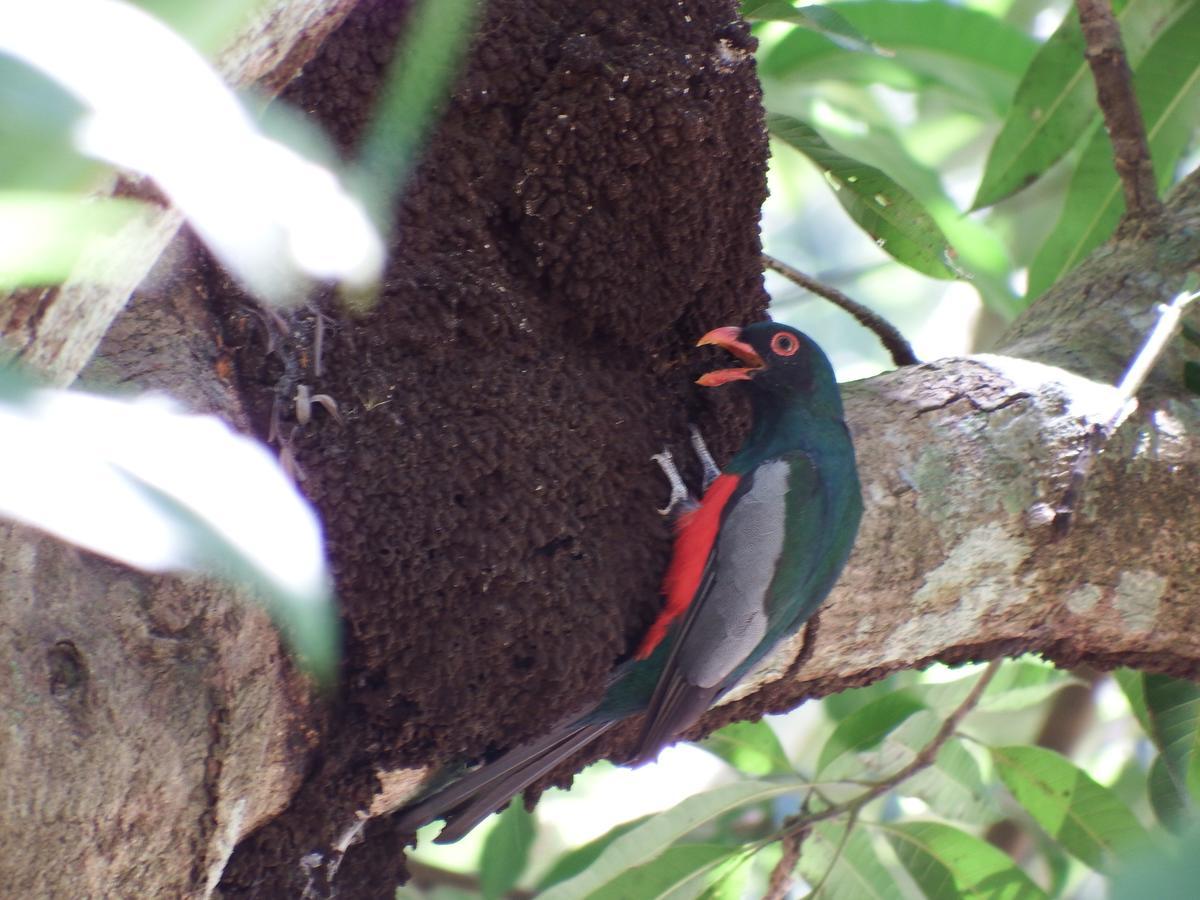 Selva Color - Forest & Beach Ecolodge Quebrada Ganado Ngoại thất bức ảnh